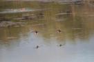 Canards