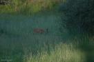 ELV_2900_2009May30055656.jpg