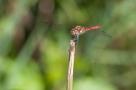 ELV_5972