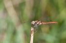 ELV_5989