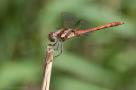 ELV_5992