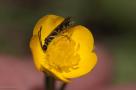 ELV_1054