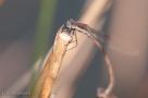 ELV_9439