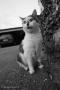 ELV_9568