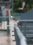 ELV_1297