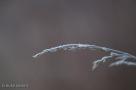ELV_5239