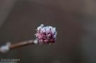 ELV_5268