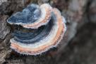 ELV_5285