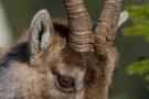 D3S_0874