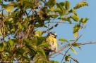 ELV_2598
