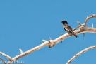 ELV_4193