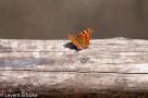 ELV_4795