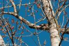 ELV_4961