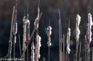 ELV_5104