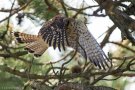 D3S_2077