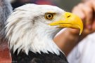 D3S_4596