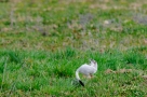 ELV_7952